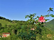 Anello ‘Madunina del Giong’- Prati Parini da Botta di Sedrina-21magg22- FOTOGALLERY